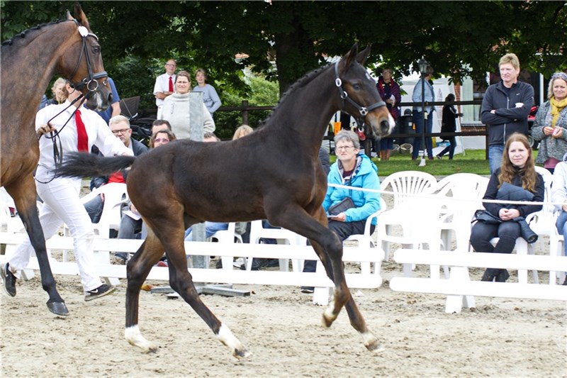 Vadestedets Real Miracle by Skovens Rafael
