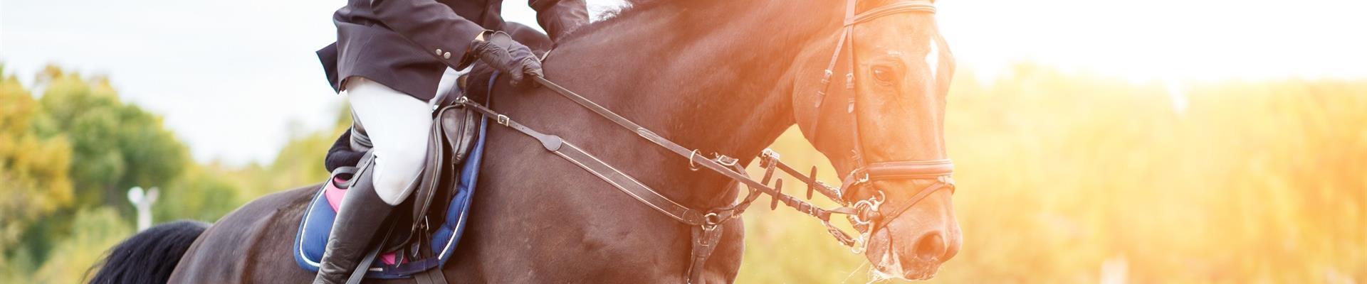 SEARCHING FOR HORSE?¤CONTACT US NOW